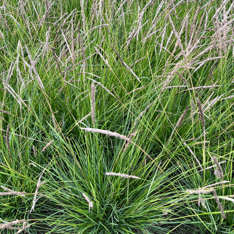 Sesleria Autumnalis (Blauwgras)