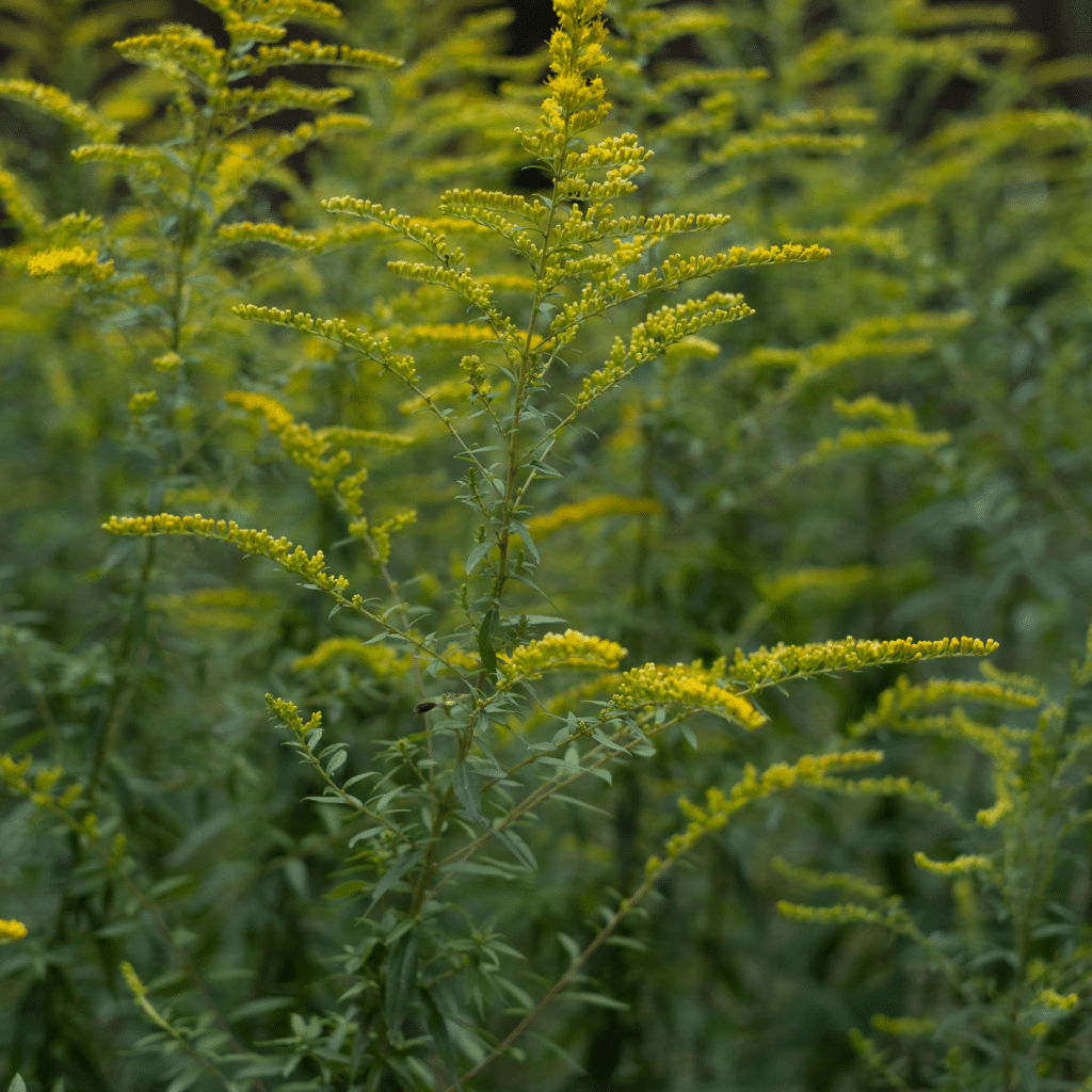 Solidago Ohioensis (Guldenroede)