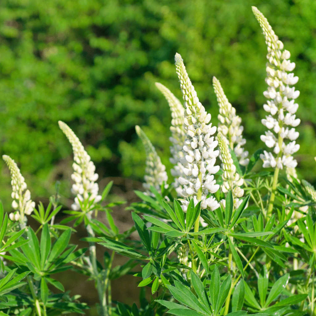 Lupinus Gallery White (Lupine)