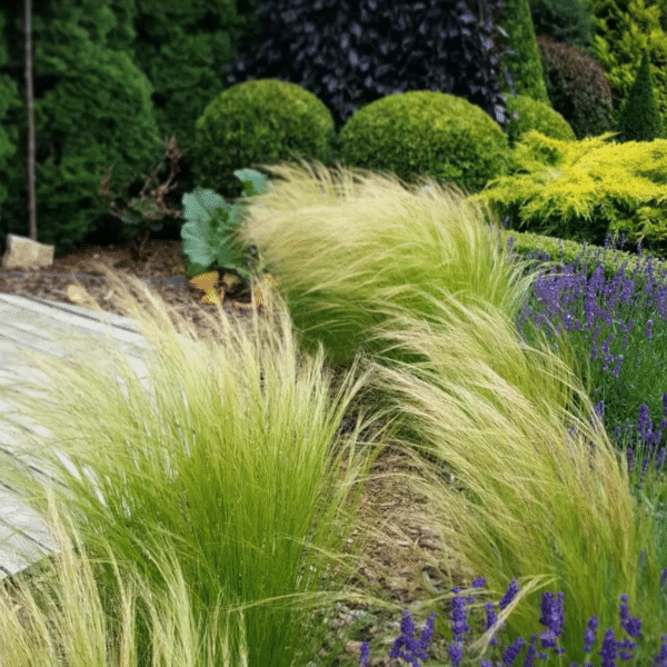 Stipa Tenuifolia Ponytails (Vedergras)