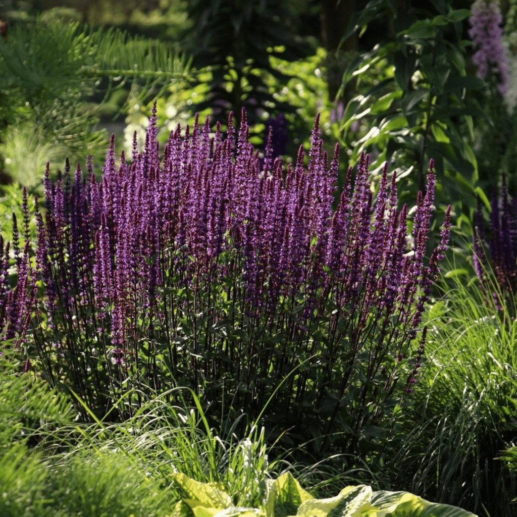 Salvia Nemorosa Caradonna (Salie)