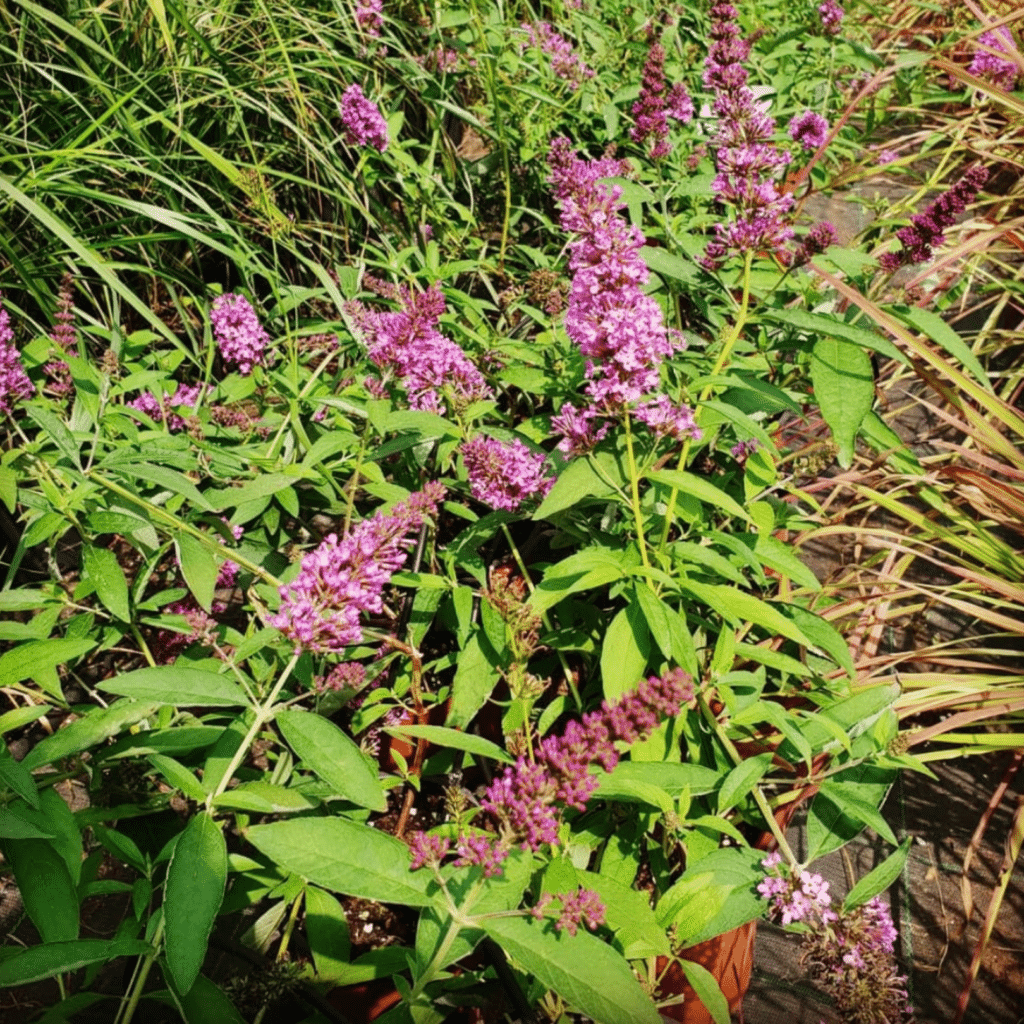 Buddleja Davidii Free Petite Tutti Frutti (Vlinderstruik)