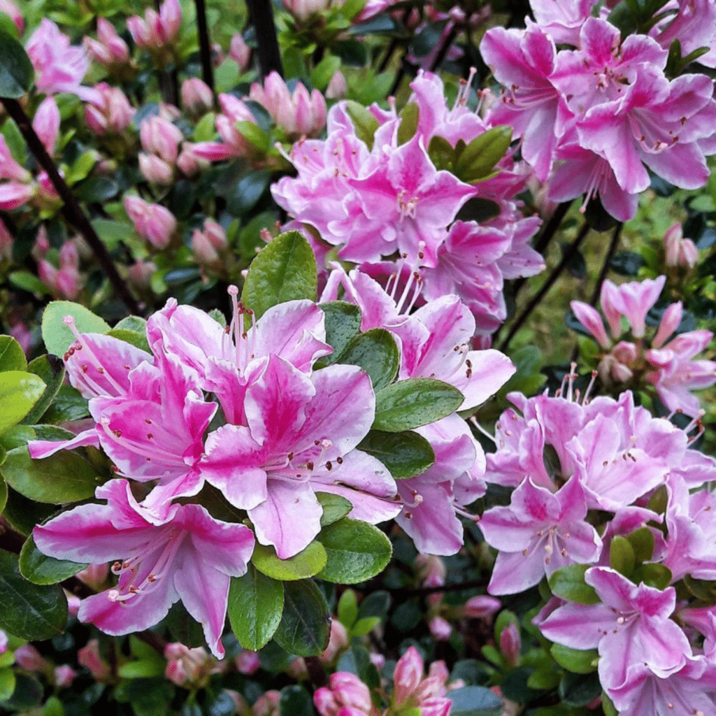 Rhododendron Azalea Kermesina Roze (Azalea)