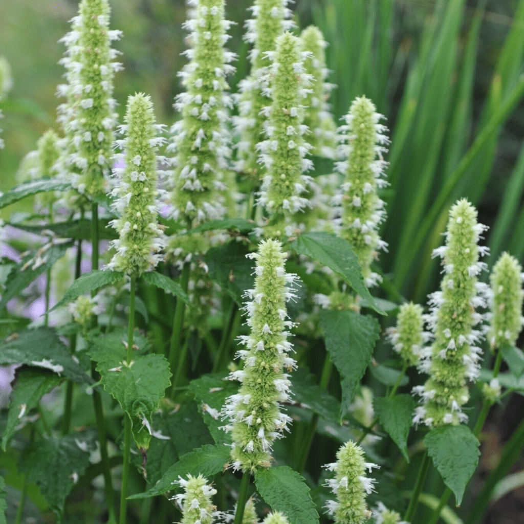 Agastache rugosa Alabaster (Dropplant)