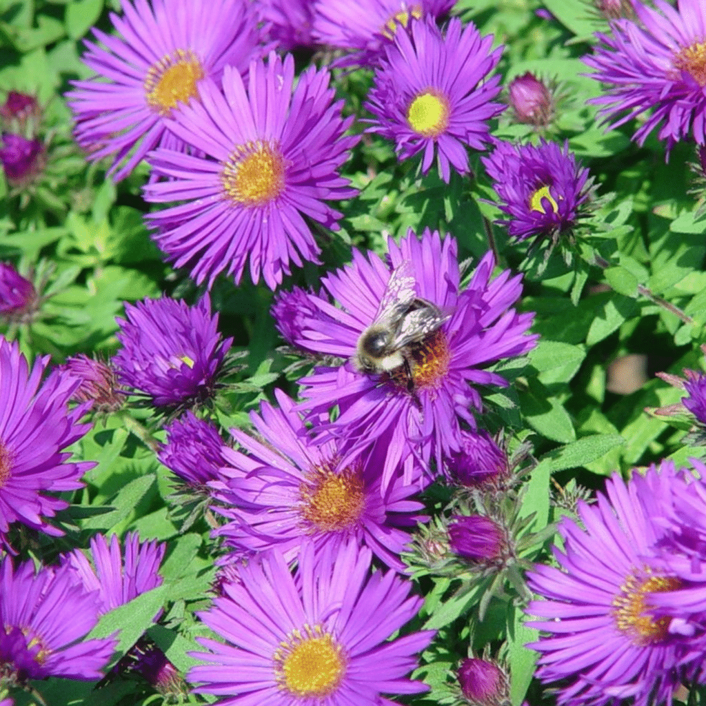 Aster Novae Angliae Purple Dome (Herfstaster)