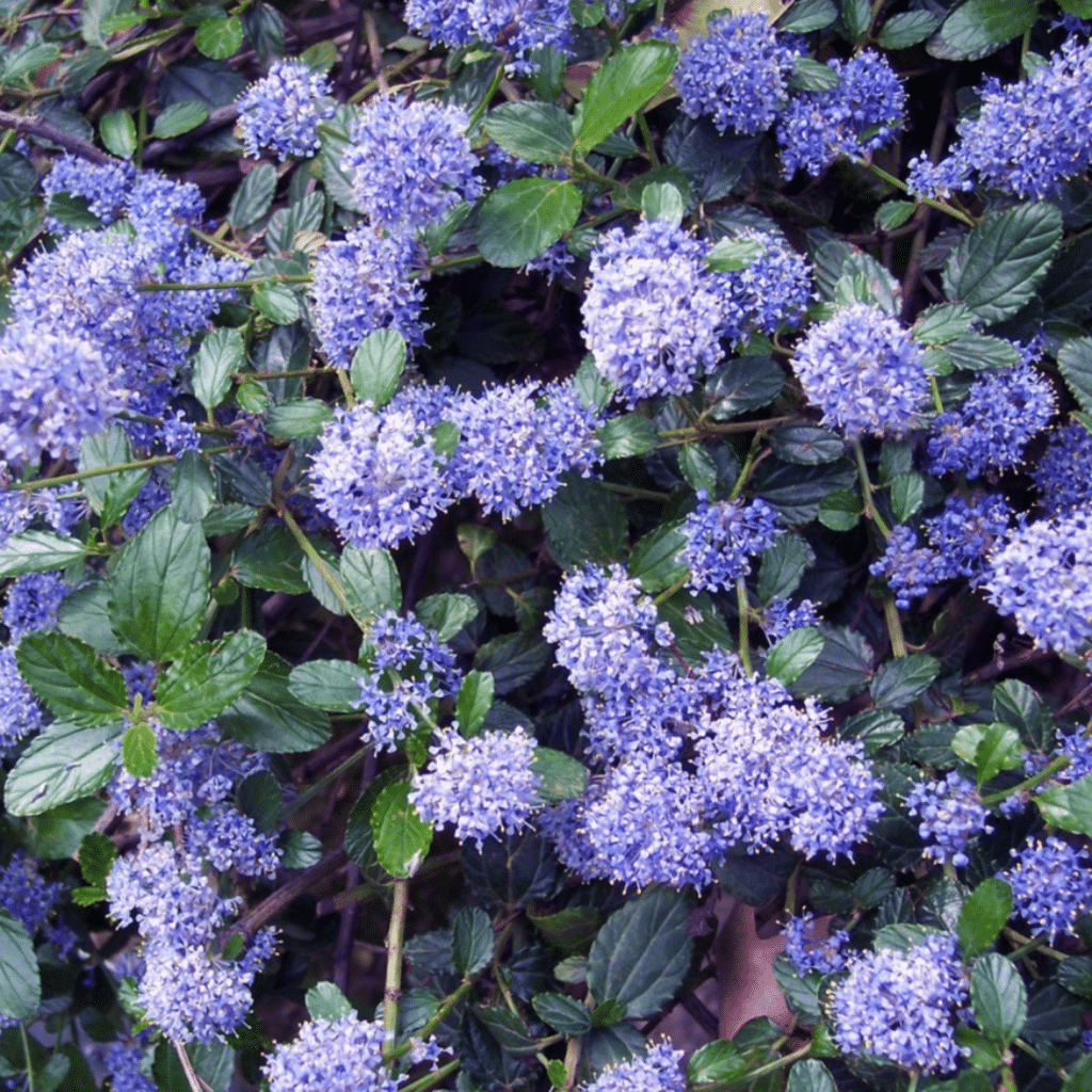 Ceanothus Thyrsiflorus Var. Repens (Amerikaanse Sering)