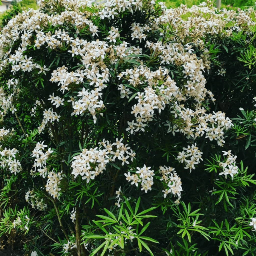 Choisya Ternata White Dazzler (Glansmispel)