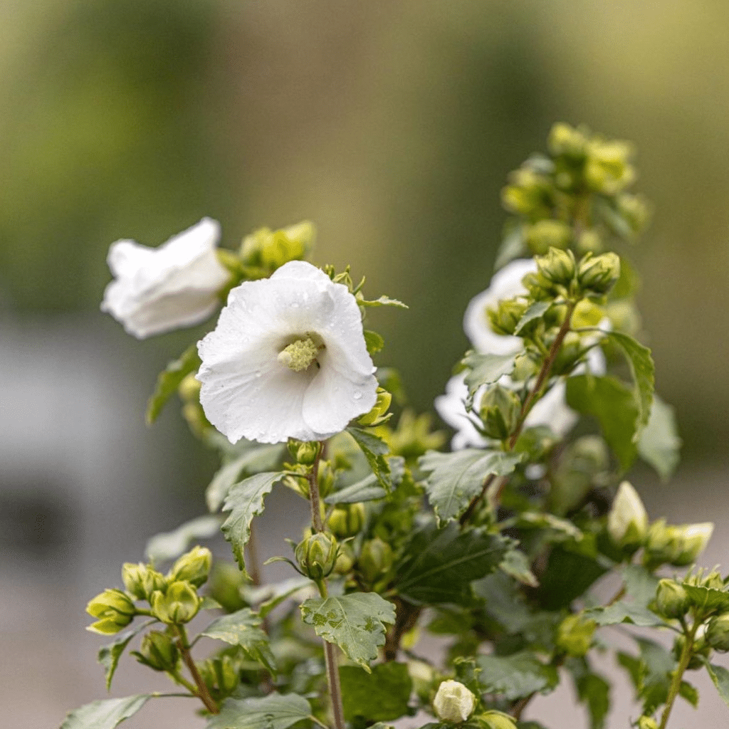 Hibiscus Syriacus Totus Albus (Altheastruik)