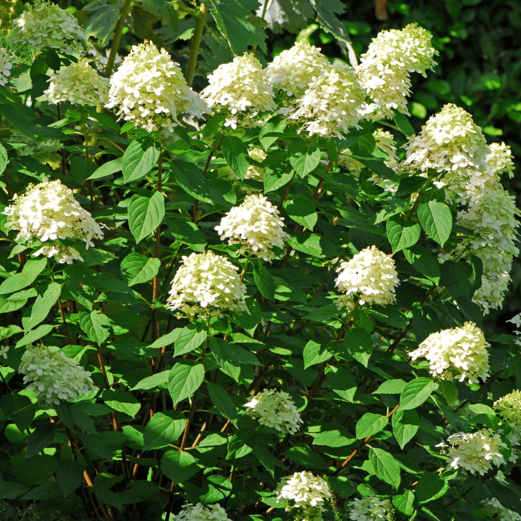 Hydrangea Paniculata Limelight (Pluimhortensia)