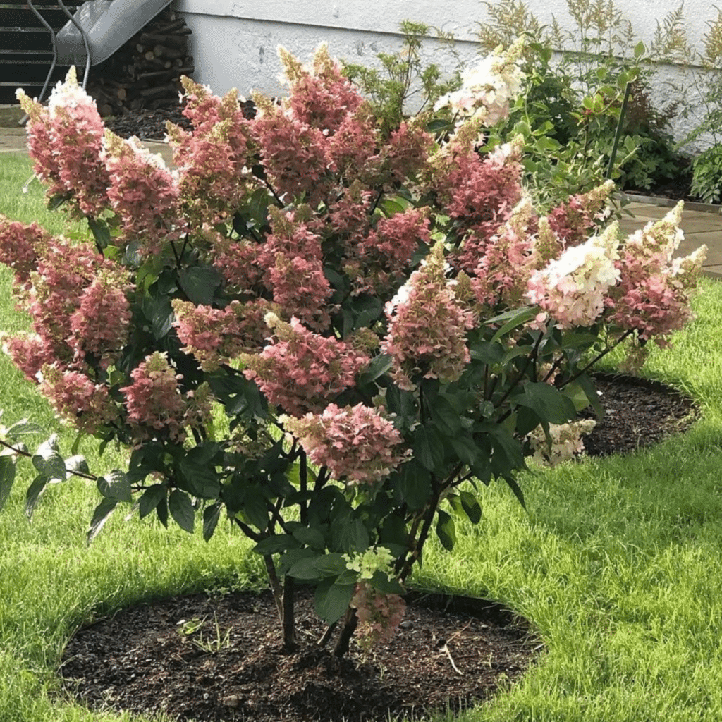 Hydrangea Paniculata Pinky Winky (Pluimhortensia)