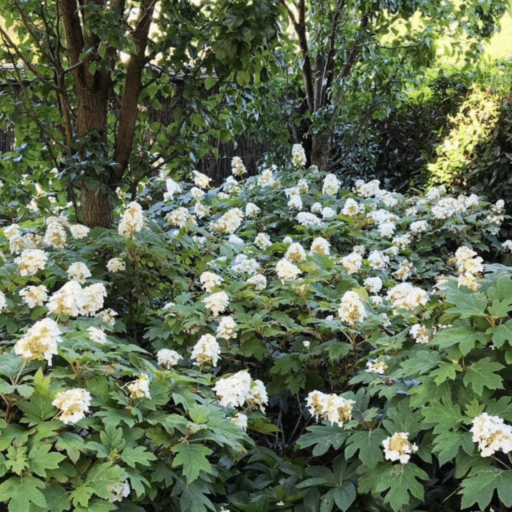 Hydrangea Quercifolia (Eikenbladhortensia)