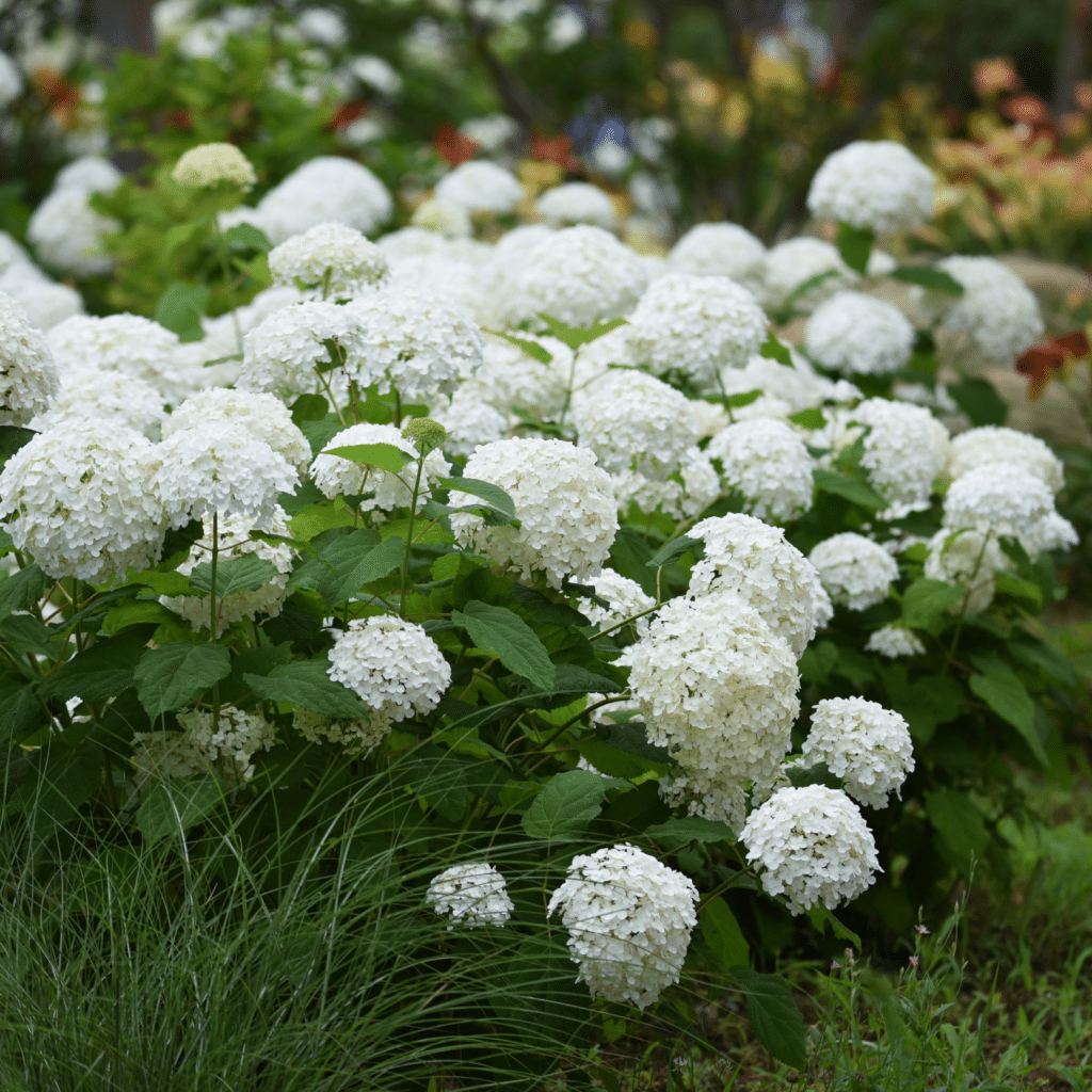 Hydrangea Strong Annabelle (Hortensia)