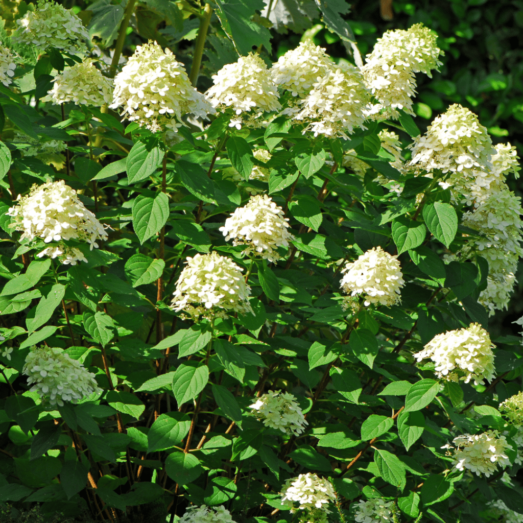 Hydrangea Panuculata Little Lime (Pluimhortensia)