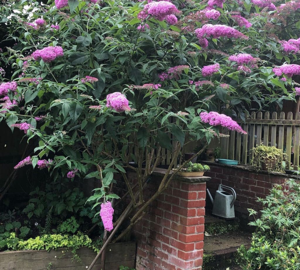 Buddleja Davidii Free Petite Tutti Frutti (Vlinderstruik)