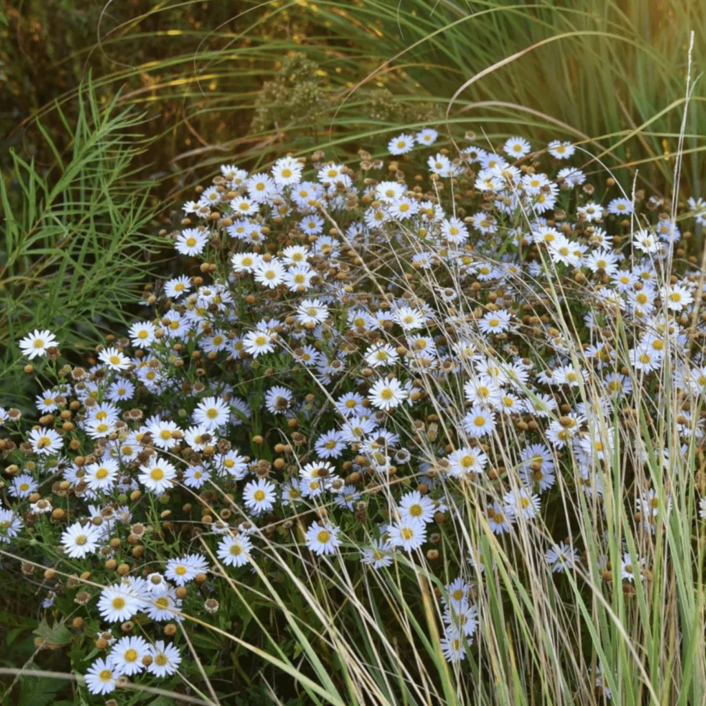 Kalimeris Incisa Madiva (Kalimeris)