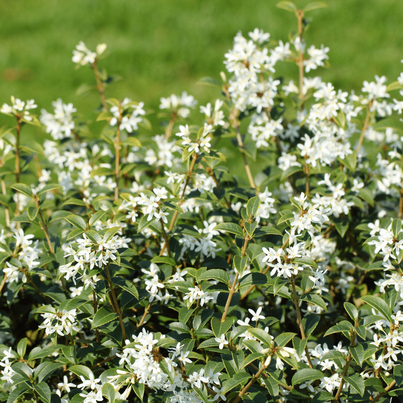 Osmanthus Burkwoodii (Schijnhulst)