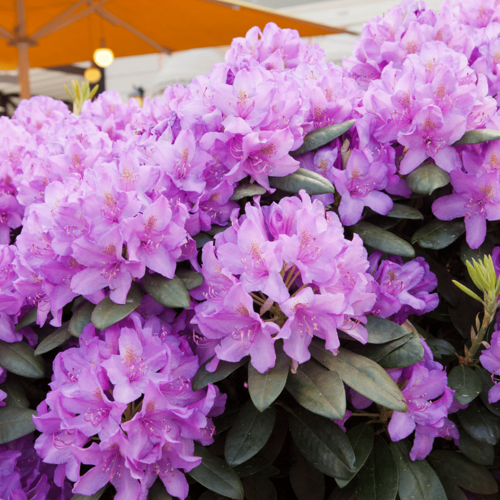 Rhododendron Catawbiense Grandiflorum (Rododendron)