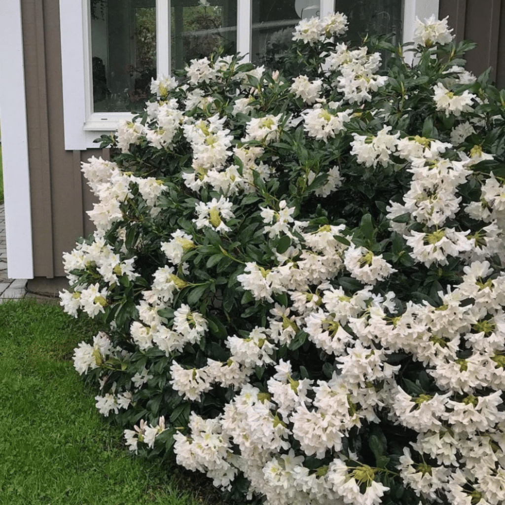 Rhododendron Cunningham's White (Rhododendron)