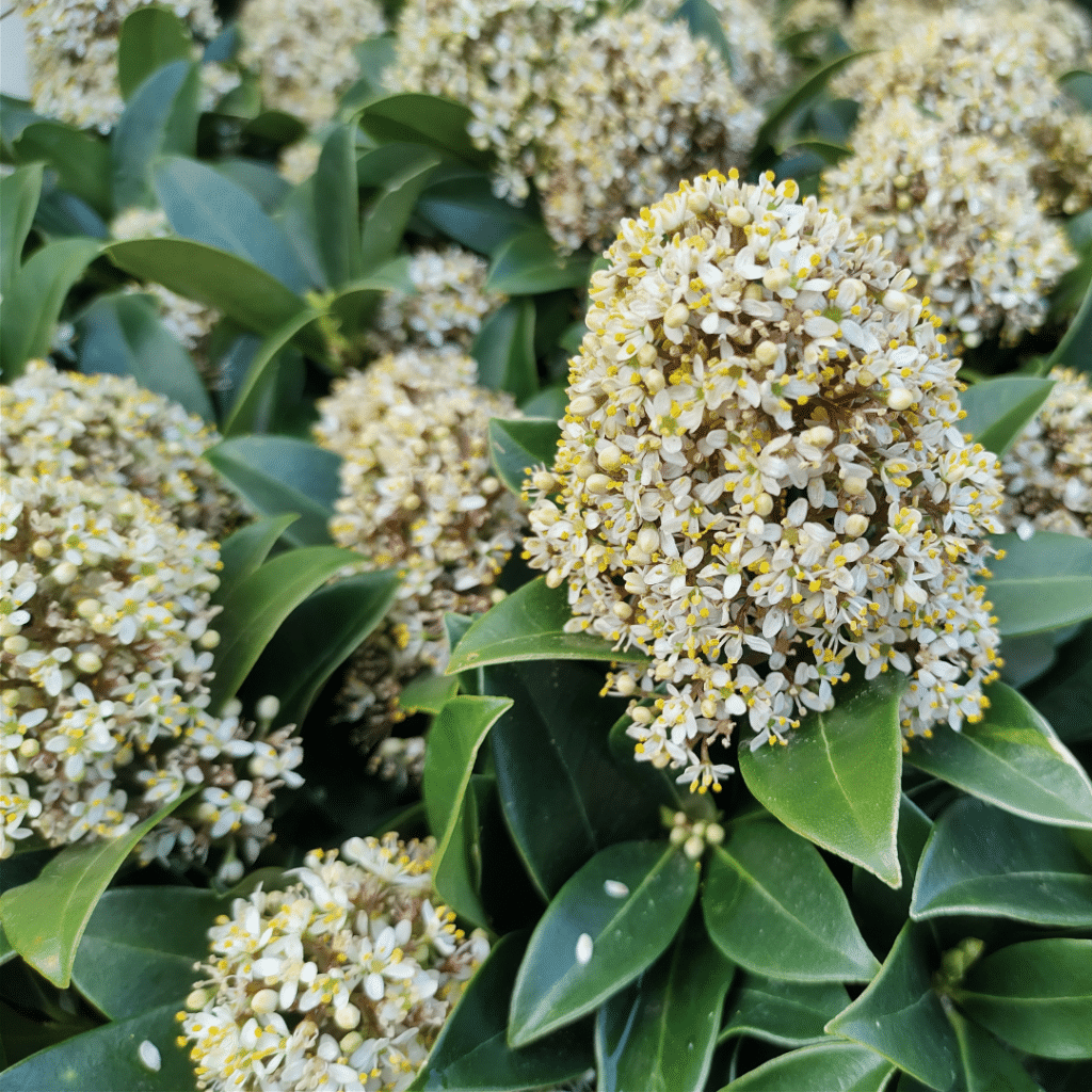 Skimmia Japonica Fragrant Cloud (Skimmia)