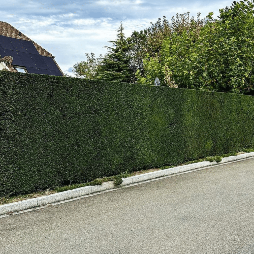 Taxus Baccata (Venijnboom)