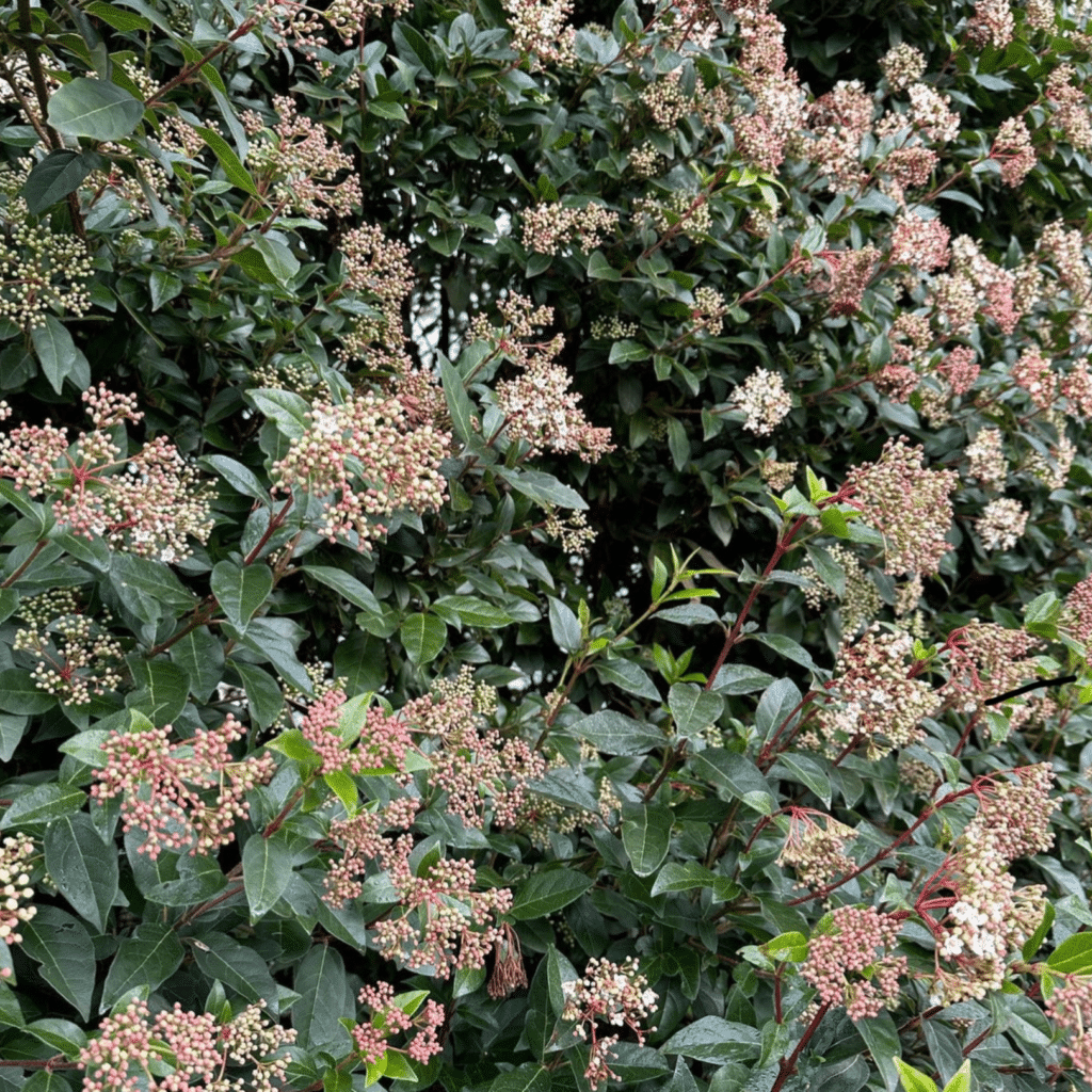 Viburnum Tinus Ever Price (Sneeuwbal)