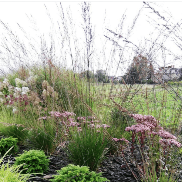 Molinia Edith Dudszus (Pijpestrootje)