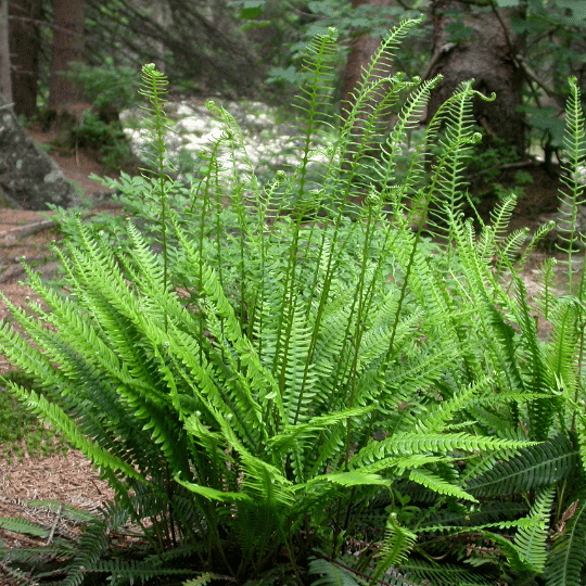 Blechnum Spicant (Dubbelloof)