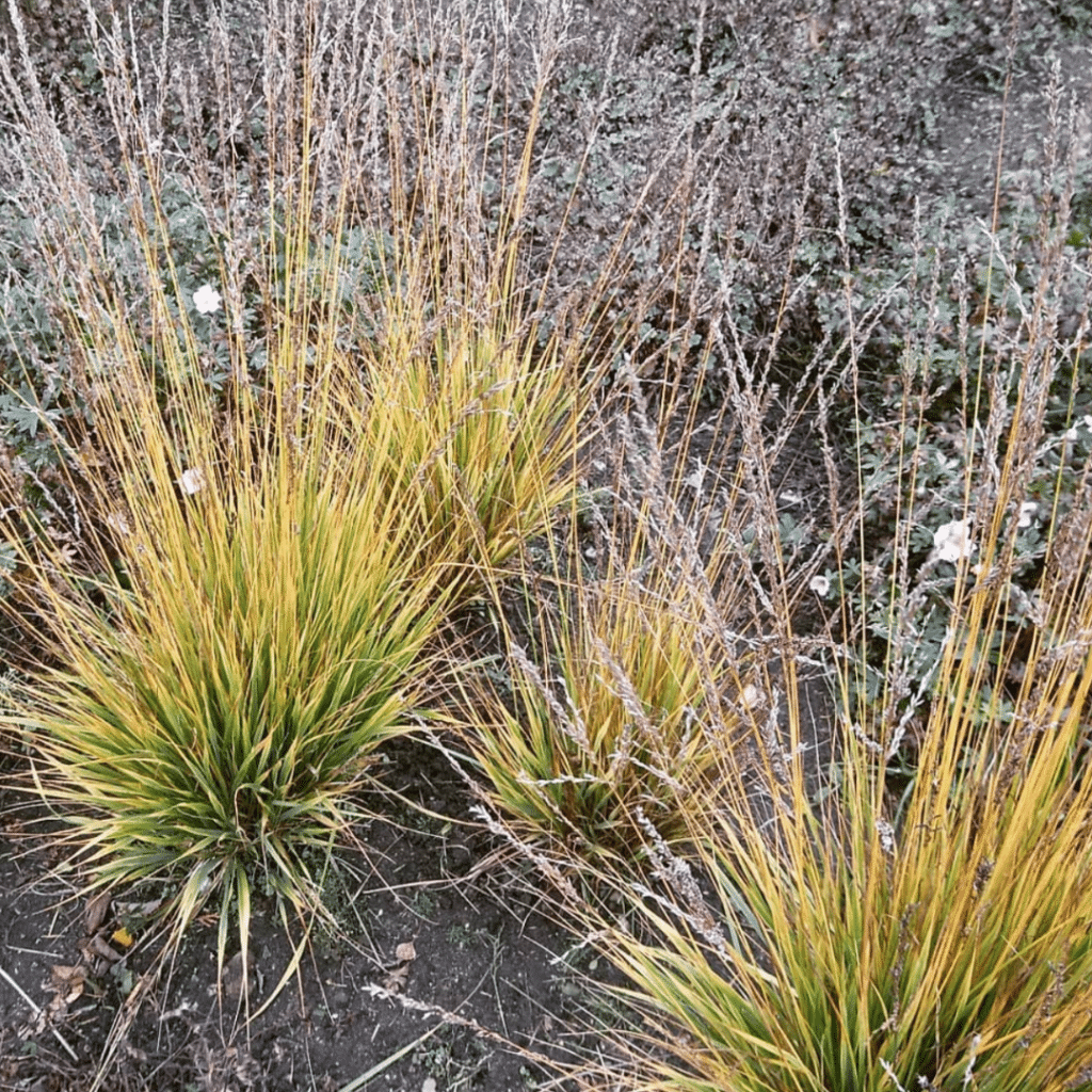 Molinia Caerulea Heidezwerg (Pijpestrootje)