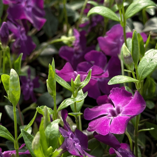 Vinca Minor Atropurpureal (Maagdenpalm)