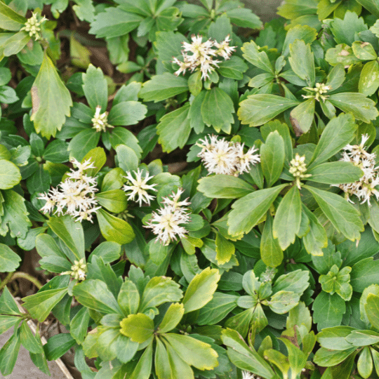 Pachysandra Terminalis (Schaduwkruid)