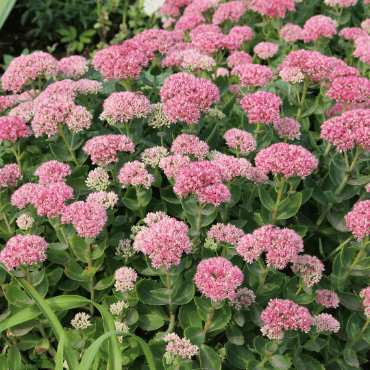 Sedum spectabile Brillant (Hemelsleutel)