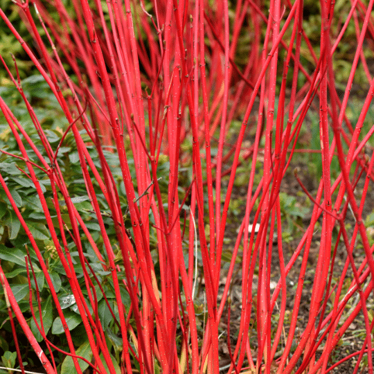 Cornus alba Sibirica (Witte Kornoelje)