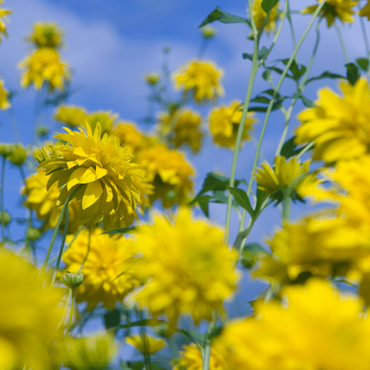 Rudbeckia laciniata goldquelle (slipbladige rudbeckia)