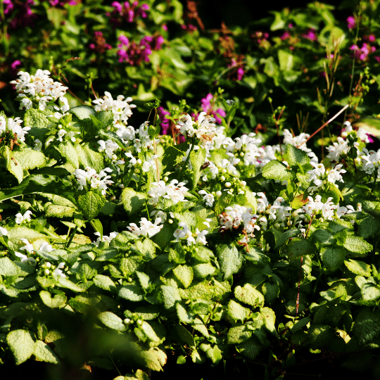 Lamium Maculatum White Nancy (Dovenetel)