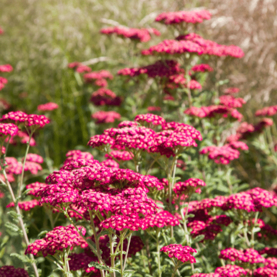 Achillea Millefolium Paprika (Duizendblad)