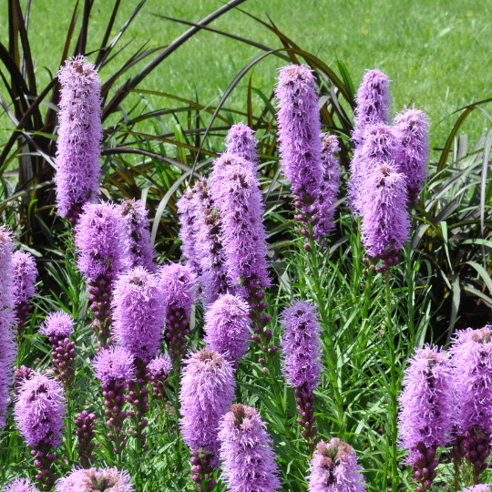 Liatris Spicata Kobold (Knopige Slangenwortel)