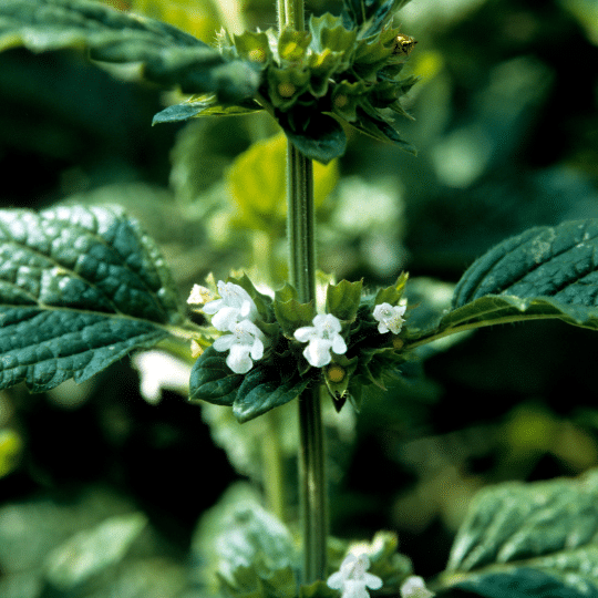 Melissa Officinalis (Citroenmelisse)