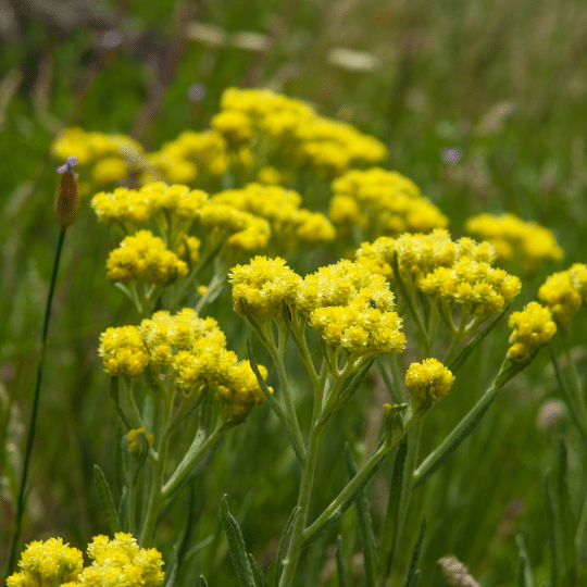 Levistricum Officinalis (Maggiplant)