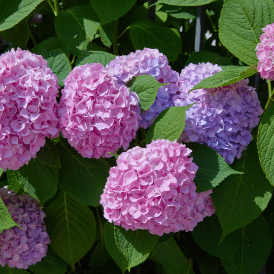 Hydrangea Macrophylla Bouquet Rose (Boerenhortensia)