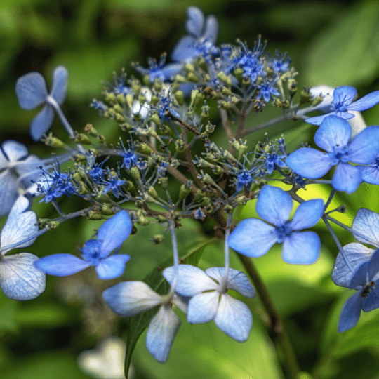 Hydrangea Serrata Bluebird (Hortensia)