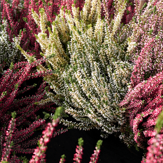 Calluna Vulgaris Dark Beauty (Struikheide)