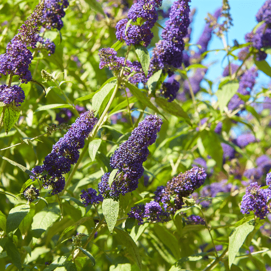 Buddleya Davidii Free Petite Blue Heaven (Mini Vlinderstruik)