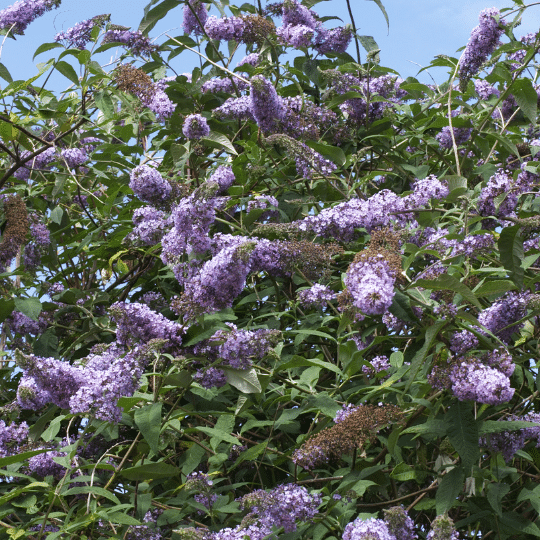 Buddleya Davidii Free Petite Dark Pink (Mini Vlinderstruik)