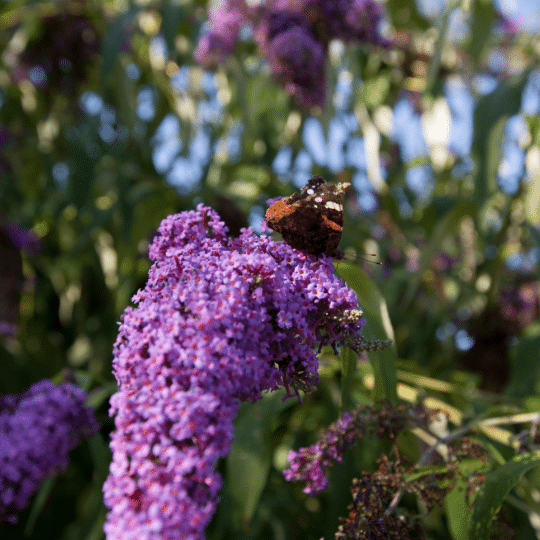 Buddleya Davidii Free Petite Lavender Flow (Mini Vlinderstruik)