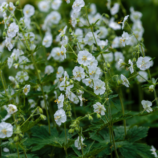 Geranium Macrorrhizum Ingwersen’s Variety (Ooievaarsbek)