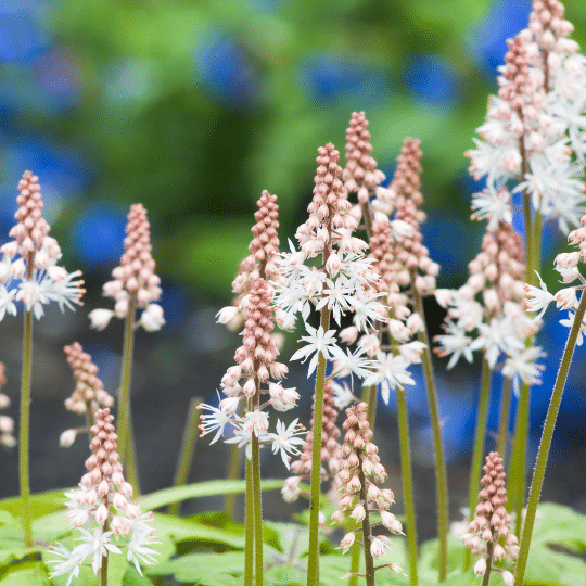 Tiarella Cordifolia (Hartbladige Schuimbloem)