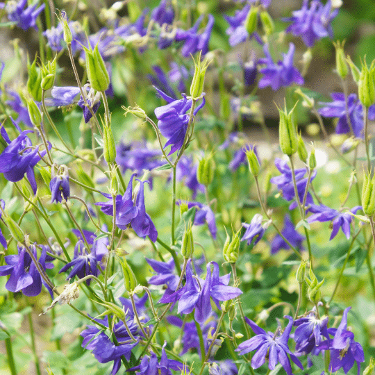 Aquilegia Vulgaris Blue Barlow (Akelei)