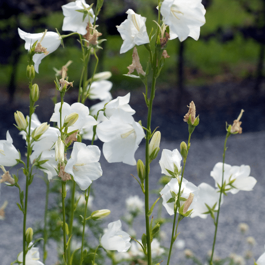 Campanula Persicifolia Alba (Prachtklokje)