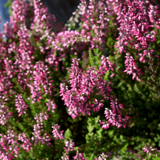 Calluna Vulgaris (Struikheide)