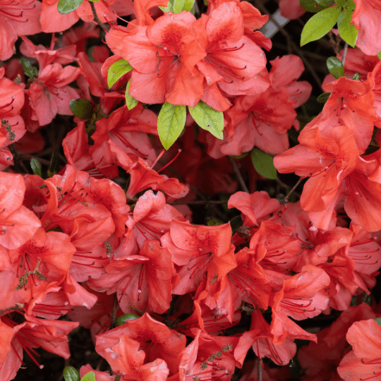 Rhododendron Azalea Geisha Red (Azalea)